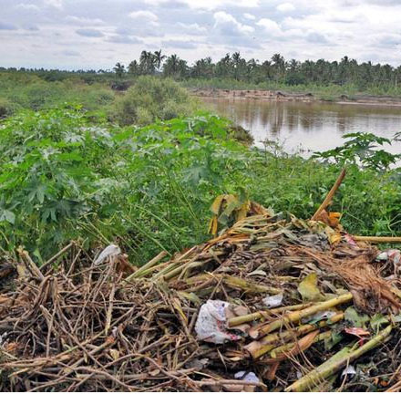 Mangroves pollution in Cuddalore