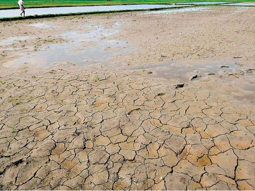 paddy field at Killai village